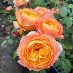 Велл Бинг (Well Being)