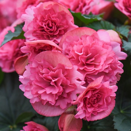 Бегония Elatior Frivola Pink ОКС укорененный черенок