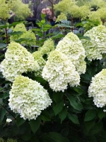 Гортензия метельчатая Геркулес