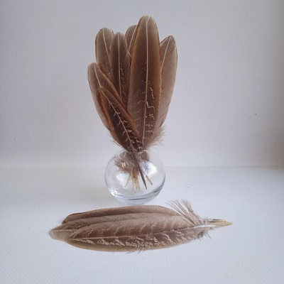 Перья фазана домашнего натуральные 10шт.