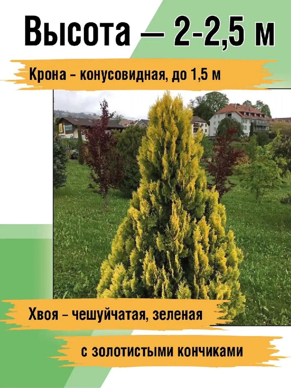Туя саженец западная Еллоу риббон хвойные