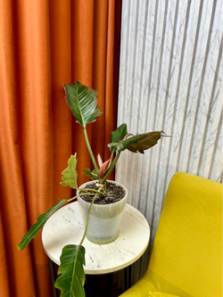 Филодендрон Плуто, D15см Н45см, 1шт, Urban Jungle (2090)