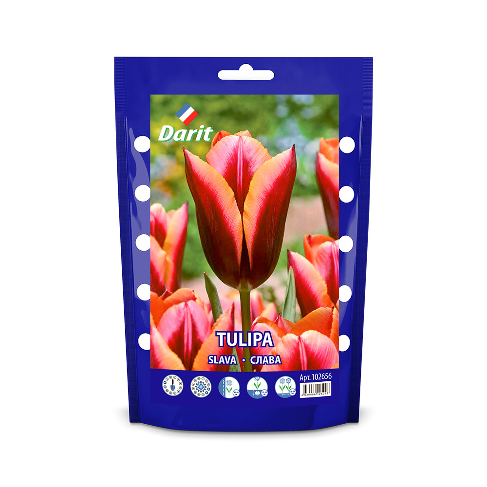 ТЮЛЬПАН ТРИУМФ  SLAVA 12/14, DARIT 5 ШТ/УП
