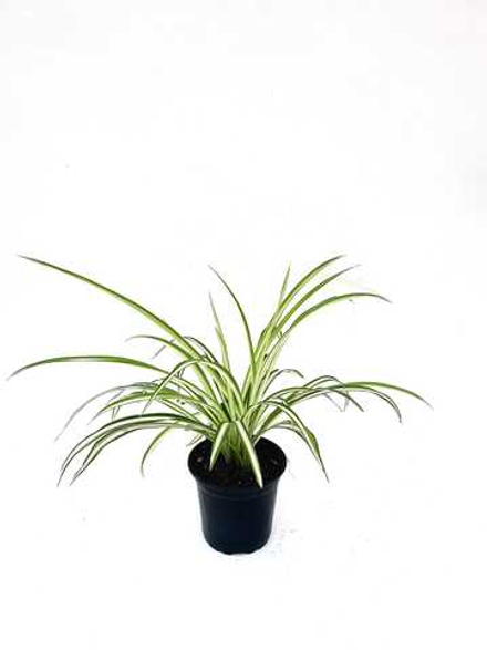 Хлорофитум