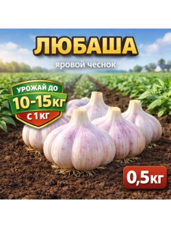 Чеснок яровой Любаша