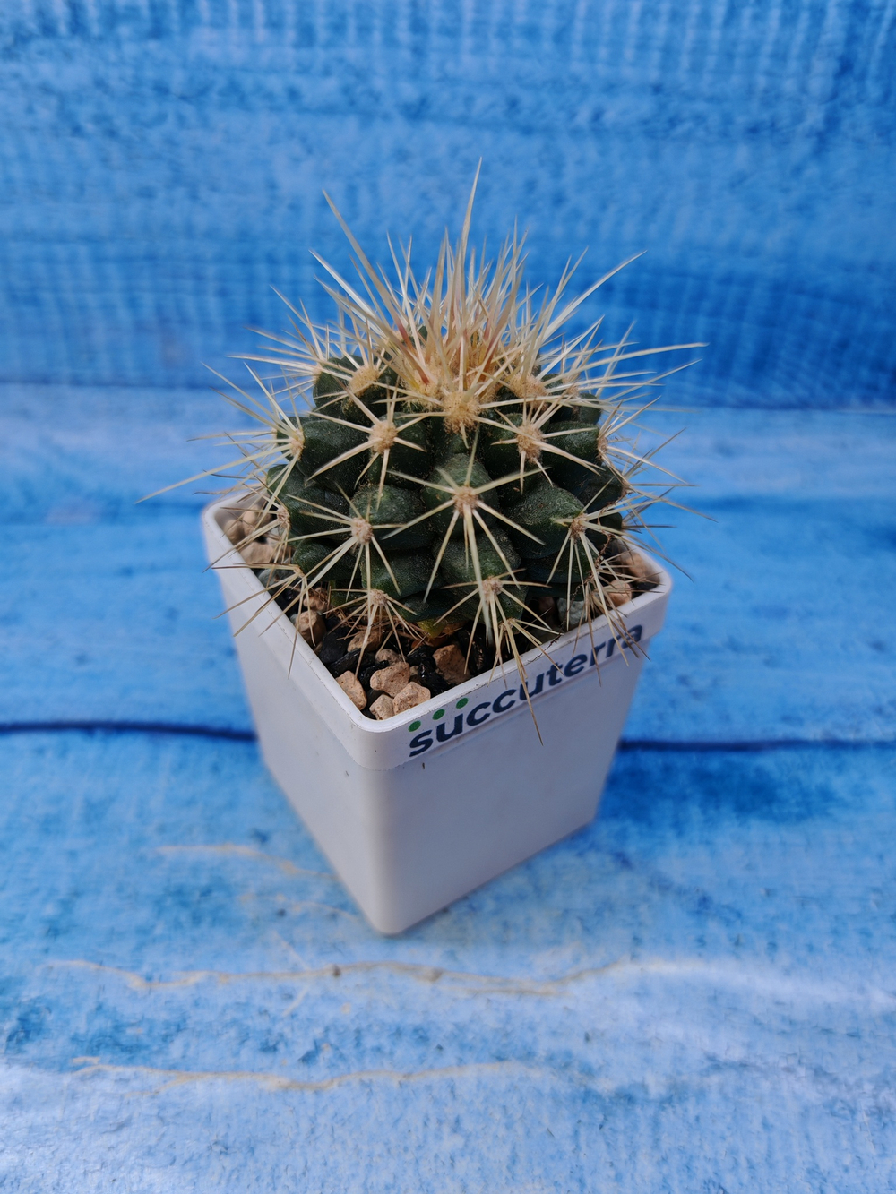 Echinocactus grusonii (Эхинокактус)