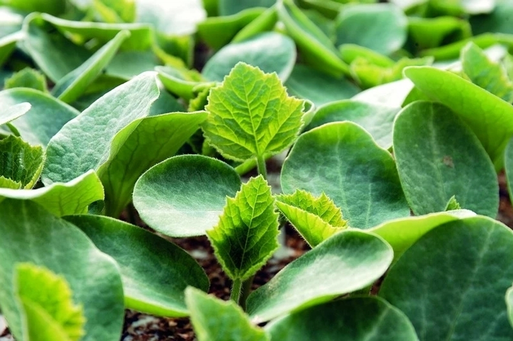 Виталли F1 подвой для тыквенных (Syngenta / Сингента)