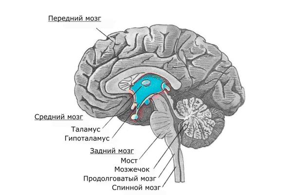 Как работает головной мозг и мозжечок?