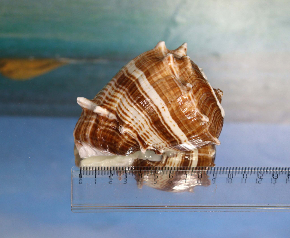 Ракушка Мелонгена коричневая 10 см