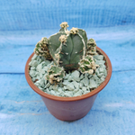 Astrophytum Myriostigma "Hakujo Fukuryu"  (Астрофитум)