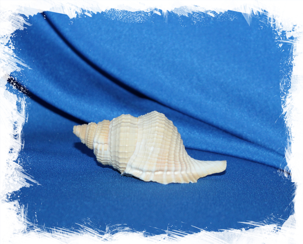 Дисторсио Ретикулата, 3-6см, 1шт