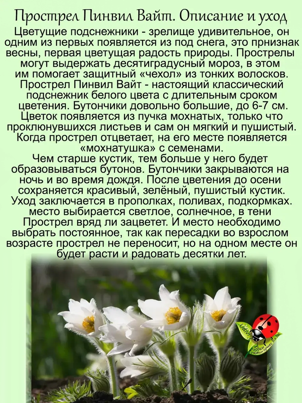 Подснежник Пинвил Вайт белый прострел