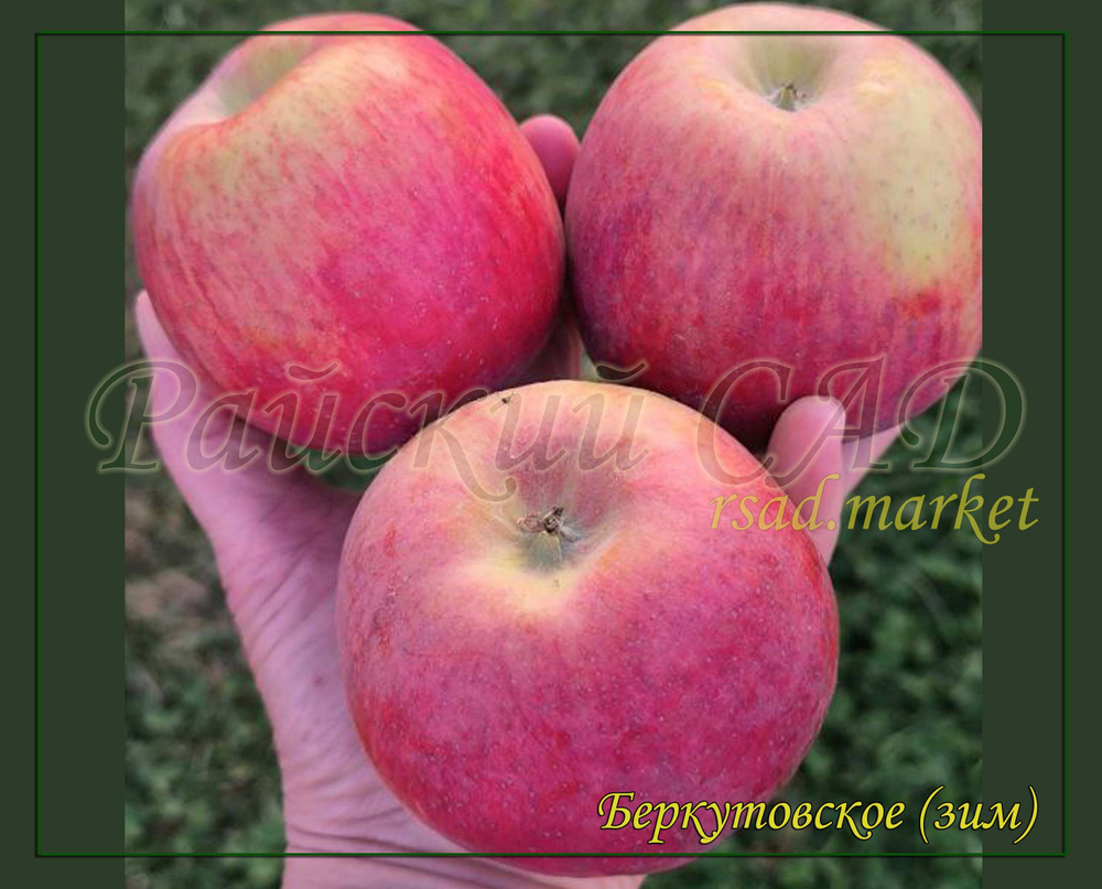Яблоня Беркутовское