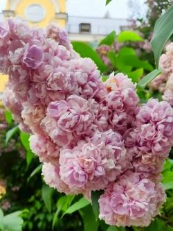 Сирень обыкновенная Михайло Ломоносов С3 30-50 см Закупка М64 май 2026