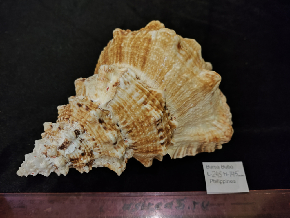 Бурса Бубо 180-260мм