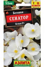 Бегония Вечноцв. Сенатор Белая F1 10 шт СМЦ-771