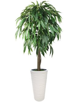 Искусственное дерево Фикус Лонгифолия 190 см в высоком круглом белом кашпо