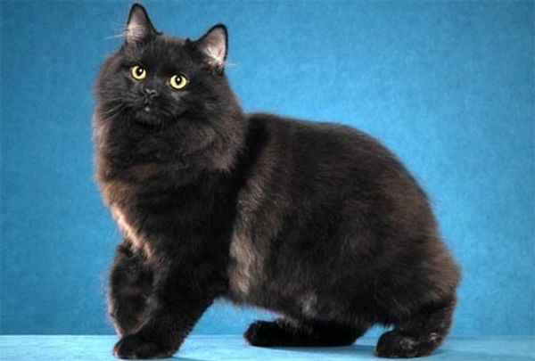 Кошка кимрик или Уэльская кошка