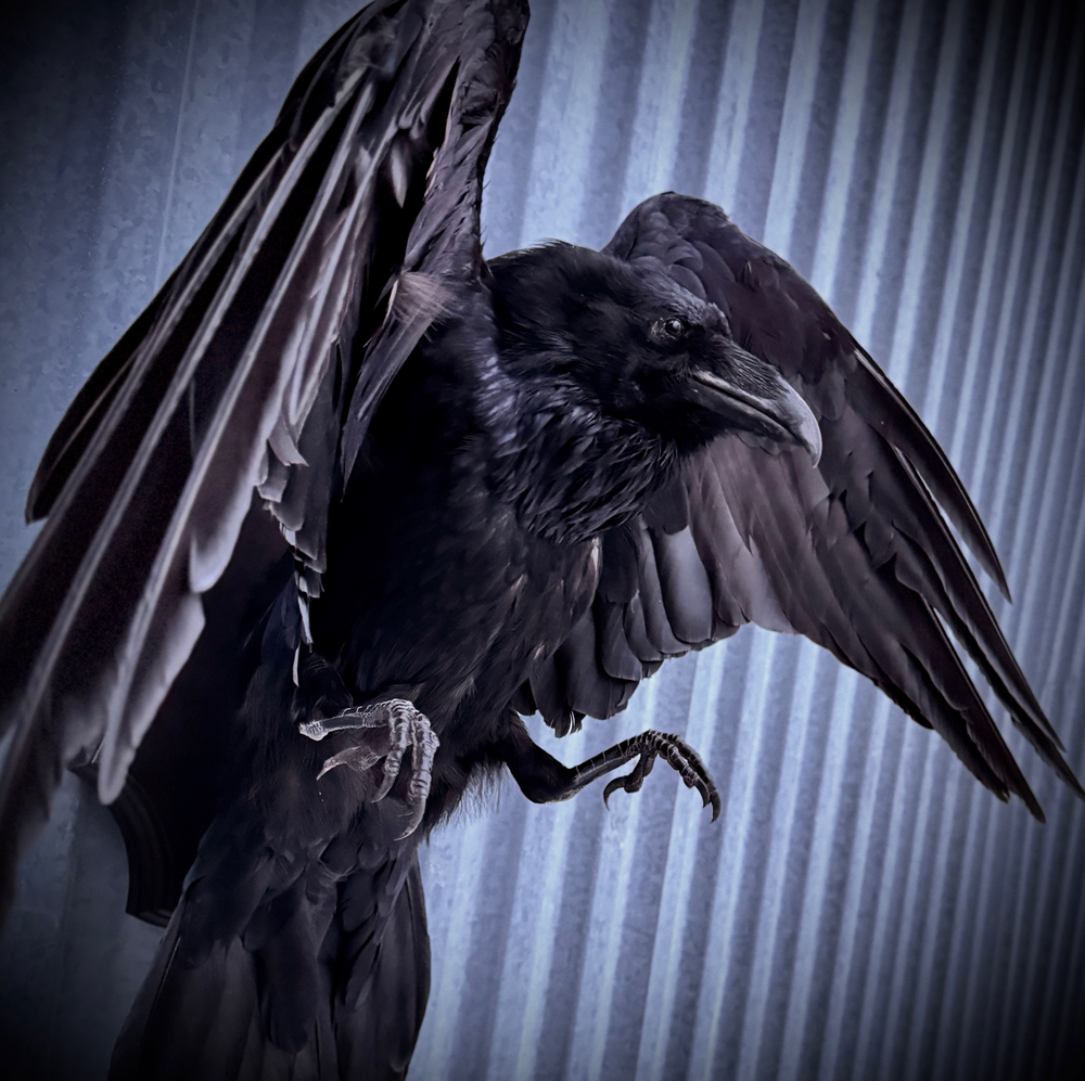 Чучело ворона