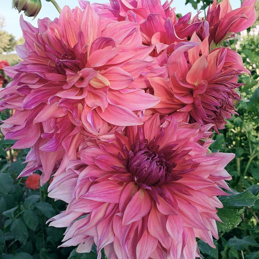 Георгин Penhill Dark Monarch (корень) Закупка М55 апрель 2026