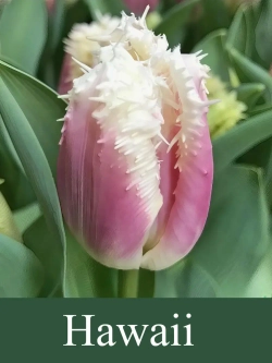 Тюльпаны Hawaii 4 шт, набор луковиц