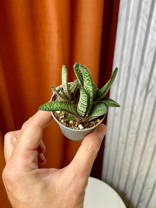 Гастерия Амур, D6см Н10см, Urban Jungle