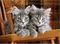 Puzzle 500 pcs pz Kittens