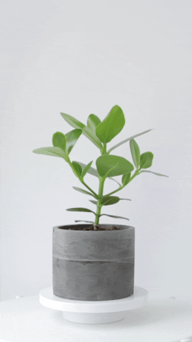 Декоративно-лиственные растения | KRAPIVA