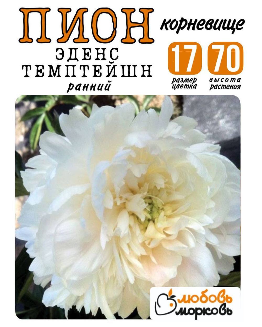 Пион Корневище, Эденс Темптейшн, 1-3почки, 1шт (Любовь Морковь)