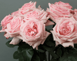 Пинк Охара (Pink O'Hara)