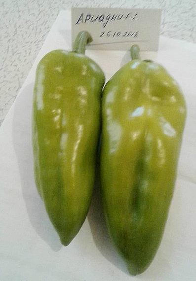 АРИАДНИ F1 семена перца сладкого Seminis отзывы – фото 8