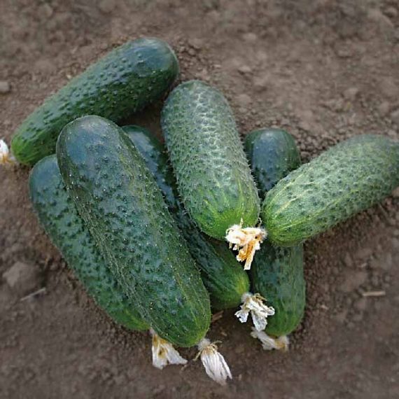 БЕТТИНА F1 семена огурца Nunhems купить