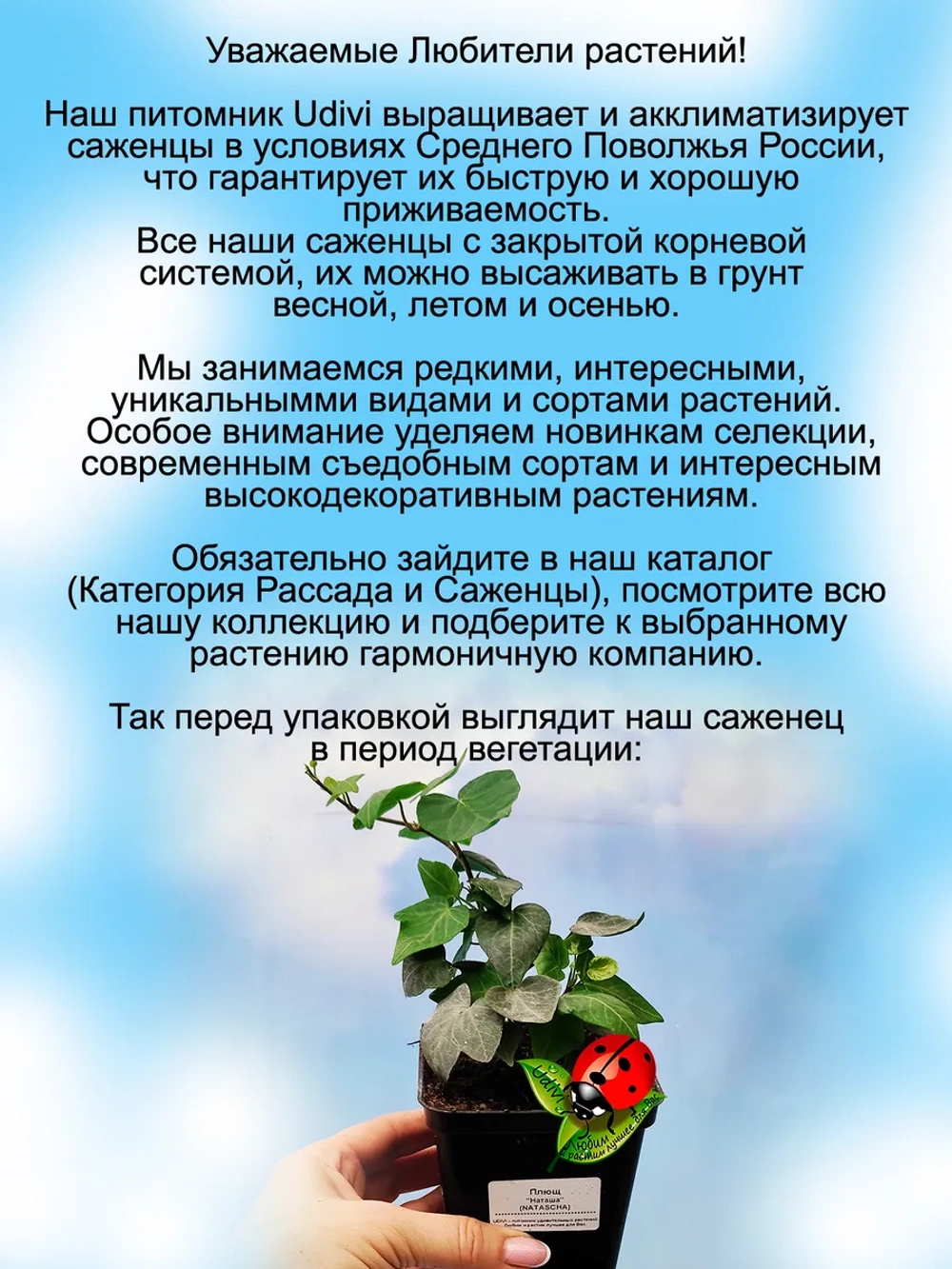 Хедера Наташа плющ