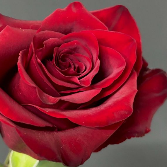 Роза Explorer, Эквадор