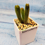 Crassula pyramidalis compacta (Крассула)