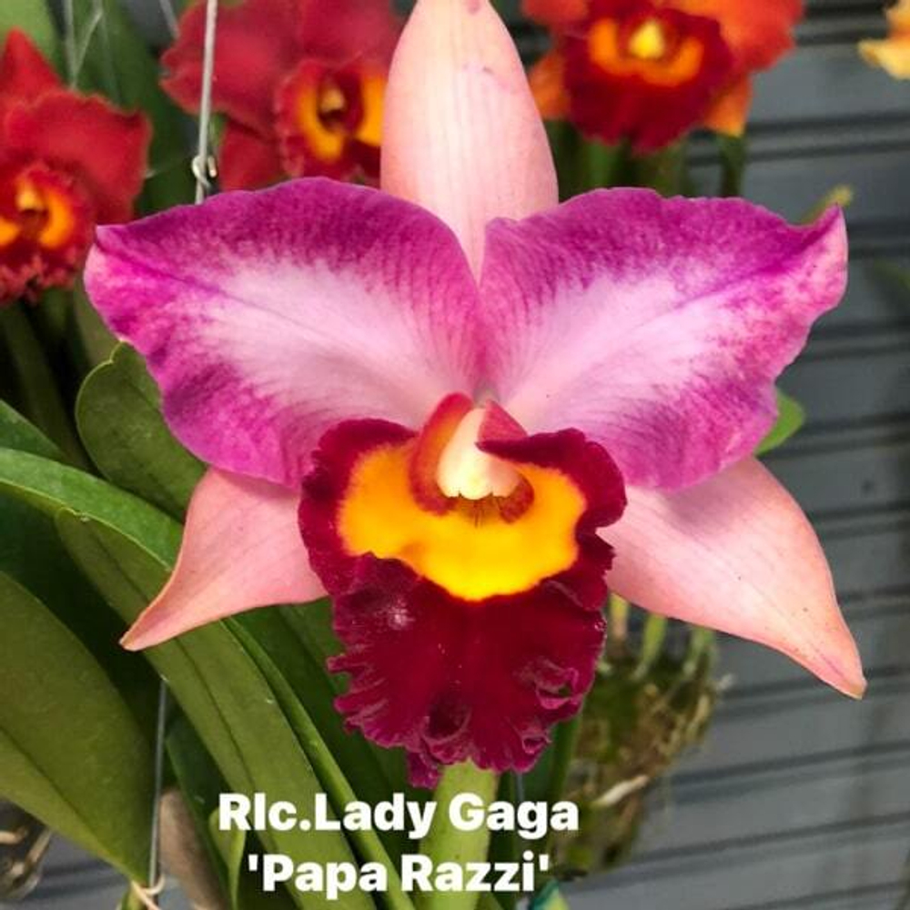 Орхидея ринхолелиокаттлея RLC. LADY GAGA PAPA RAZZI