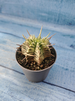 Euphorbia meloformis f. Variegated (Эуфорбия вариегатная)