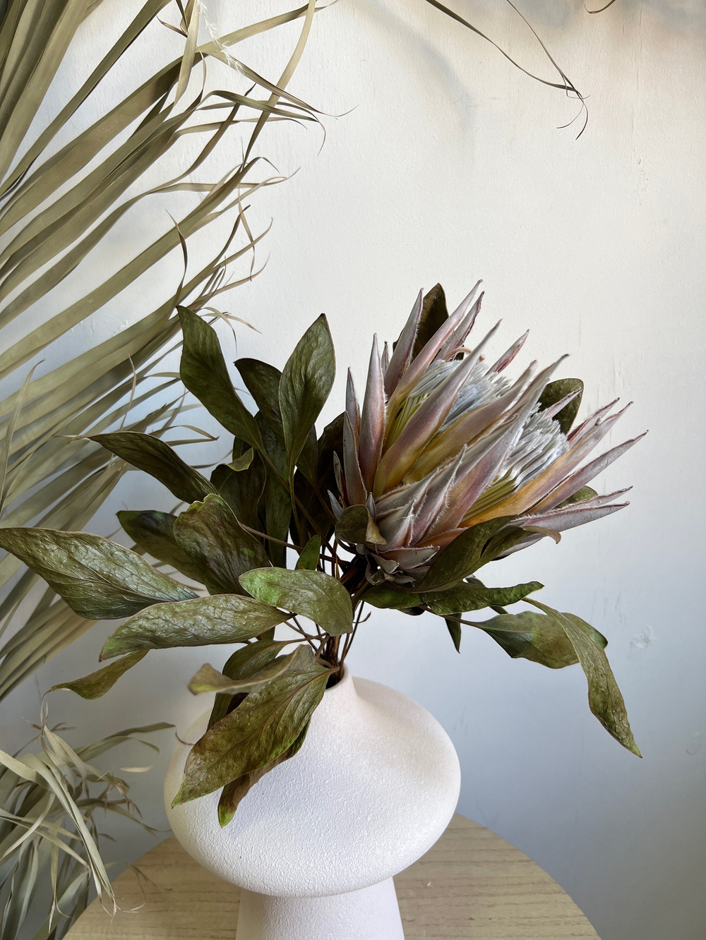 Протея Цинароидес M