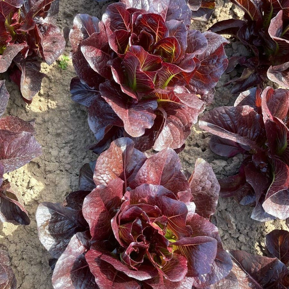 ТУРИНУС семена салата ромэн (Rijk Zwaan / ALEXAGRO) – фото 21
