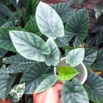 Алоказия LUKIWAN (А.SINUATA х А.ALBA) р.М