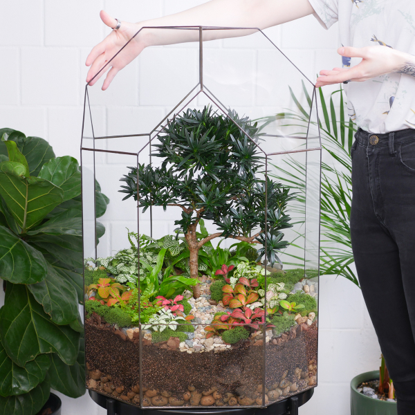 Готовый флорариум бонсай Подокарпус Бонсариум XXXL