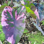 Колоказия PHUSA DIAMOND