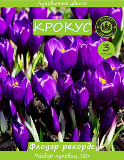 Крокус Луковица, Флоуэр рекордс, 3шт