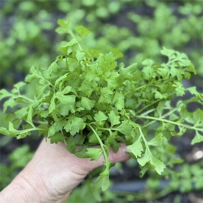 Кресс салат "О, Батат", 100 г