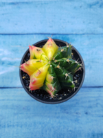 Gymnocalycium Variegata (Гимнокалициум Вариегатный)