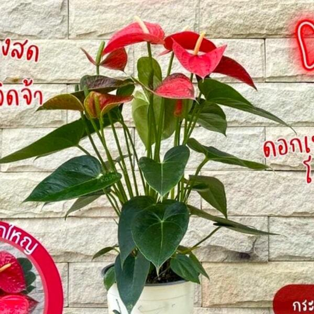 Антуриум Андре EASY RED