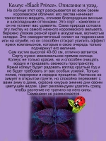 Колеус Черный Принц вегетативный