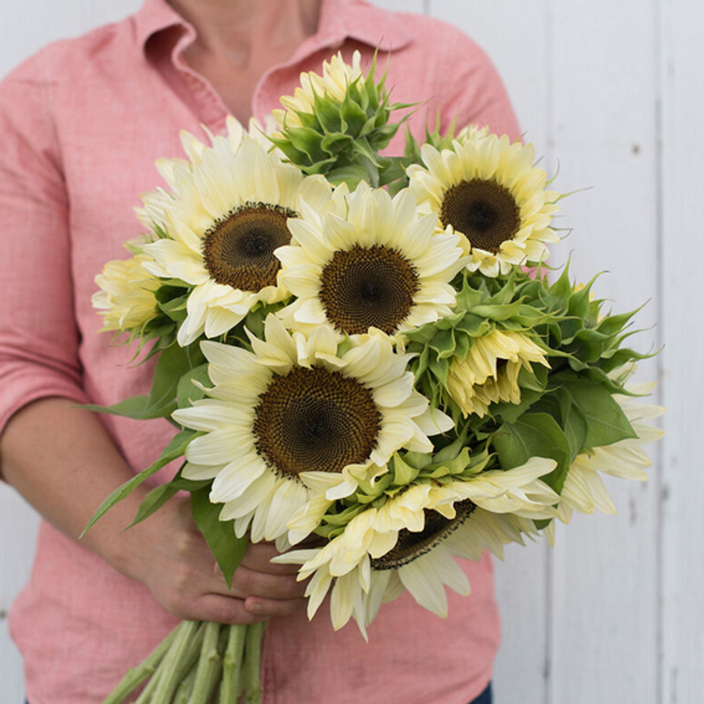 Подсолнечник ПроКат White Nite