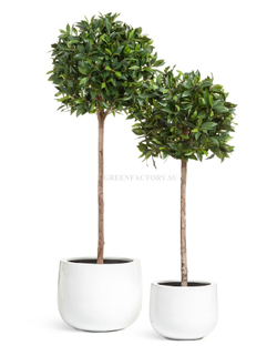 Кашпо TREEZ Effectory - серия Gloss - Низкая широкая чаша - Белый глянцевый лак