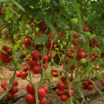 Мамстон F1 семена томата индетерминантного (Syngenta / ALEXAGRO) культура